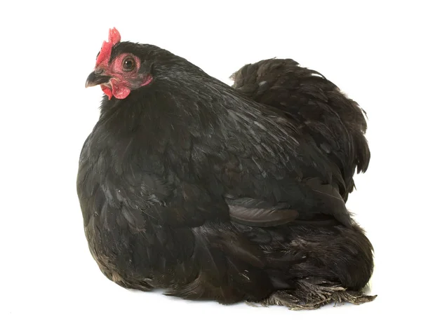 Pekin kurczaka w studio — Zdjęcie stockowe