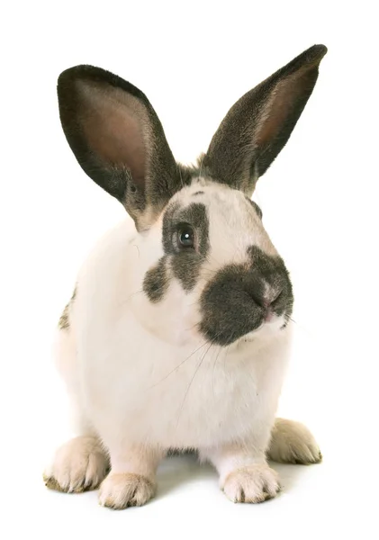 Conejo gigante a cuadros —  Fotos de Stock
