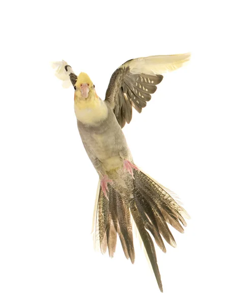 Flying gray cockatiel — Stock Photo, Image