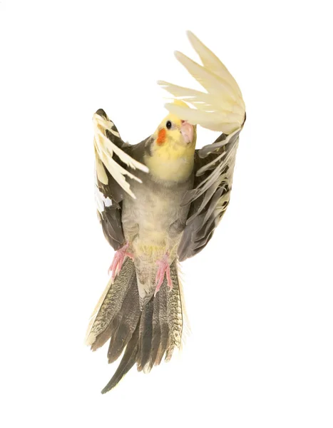 회색 cockatiel를 플 라 잉 — 스톡 사진