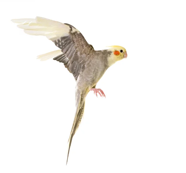 Flying gray cockatiel — Stock Photo, Image