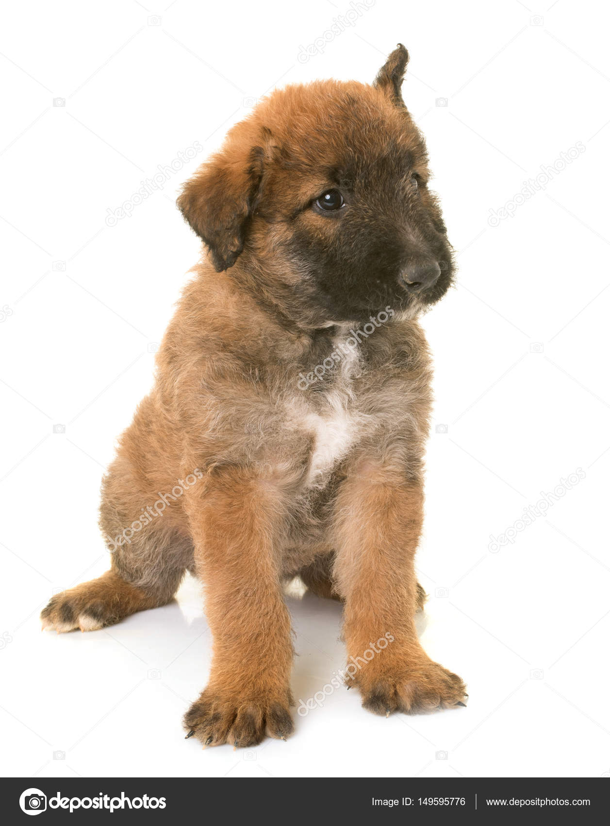 Puppy Belgian Shepherd Dog Laekenois Stock Photo C Cynoclub 149595776