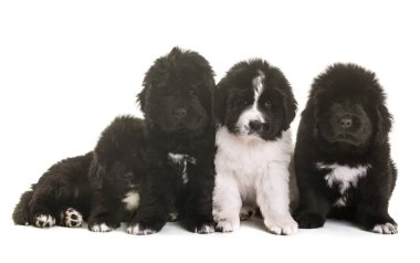 kukla newfoundland köpek