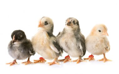 Studio serama piliç