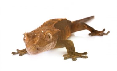Studio tepeli gecko