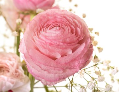 pembe Düğünçiçeği asiaticus