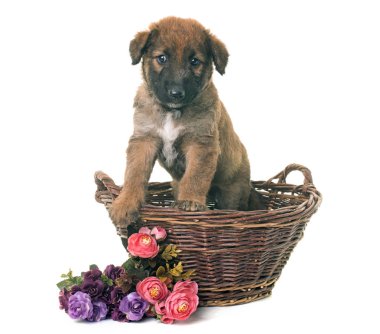 köpek yavrusu Belçika çoban köpeği laekenois