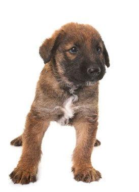 köpek yavrusu Belçika çoban köpeği laekenois