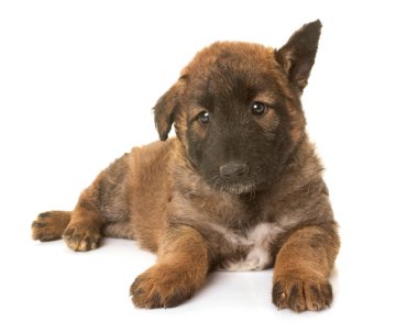 köpek yavrusu Belçika çoban köpeği laekenois