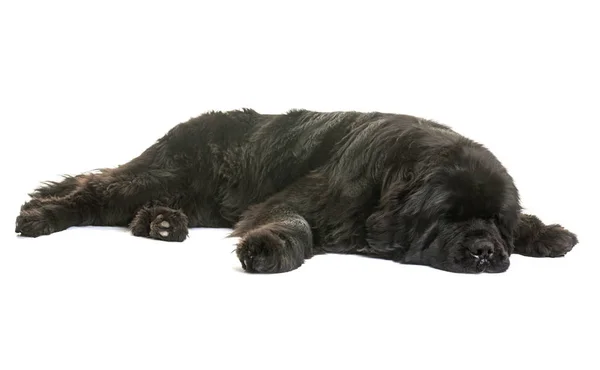 Yetişkin newfoundland köpek — Stok fotoğraf