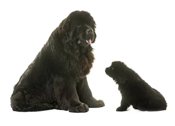 Cachorro y adulto newfoundland perro — Foto de Stock