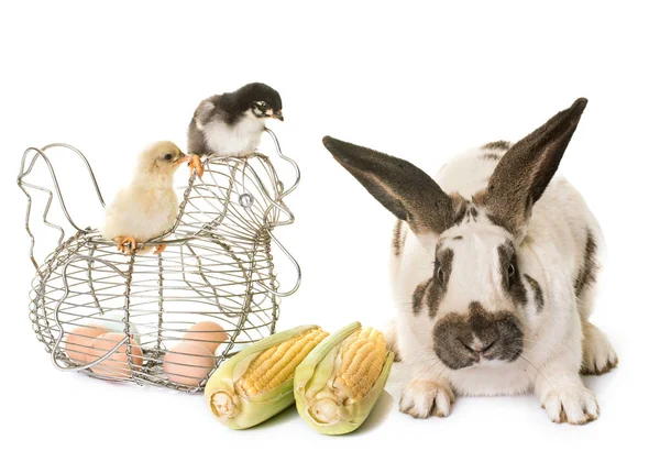 Conejo gigante a cuadros y polluelos — Foto de Stock