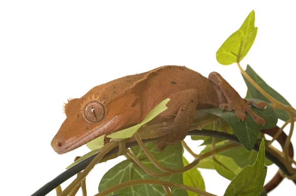 Crested gecko in studio — Stock Photo, Image