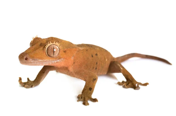 Λοφιοφόρη gecko στο studio — Φωτογραφία Αρχείου