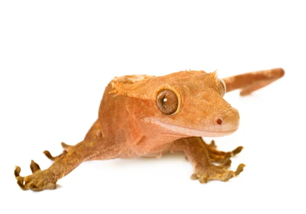 Studio tepeli gecko — Stok fotoğraf