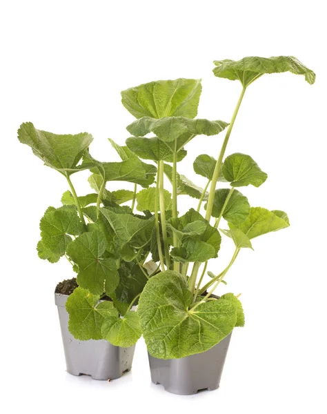 Alcea rosea plant — Stock Photo, Image