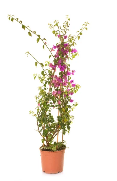 Bougainvillea di studio — Stok Foto