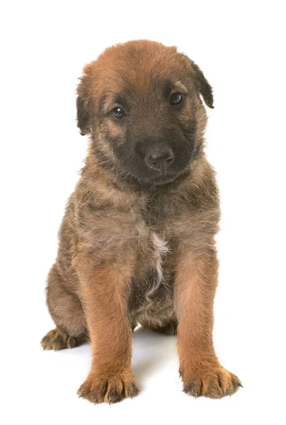 Cachorro pastor belga perro laekenois — Foto de Stock