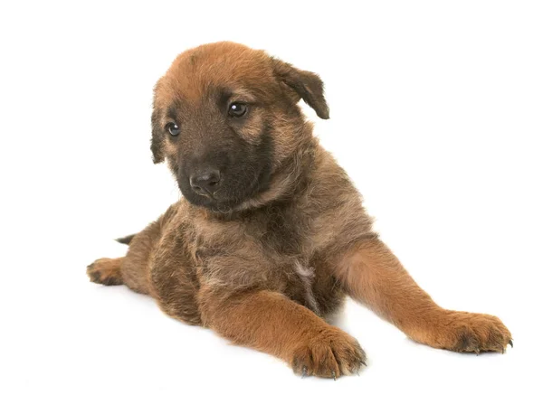 Puppy belgian shepherd dog laekenois — Stock Photo, Image
