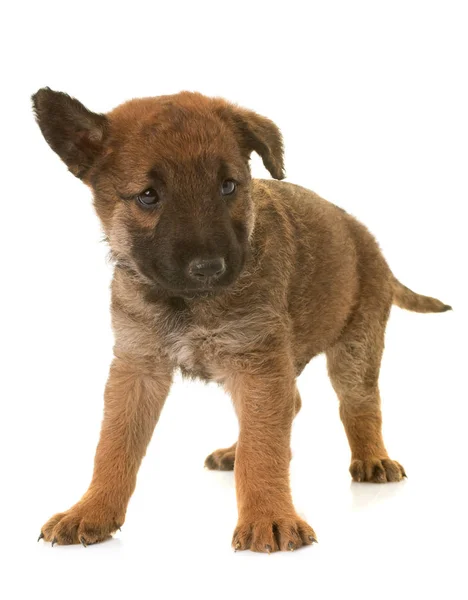 Puppy Belgische herder Laekense — Stockfoto