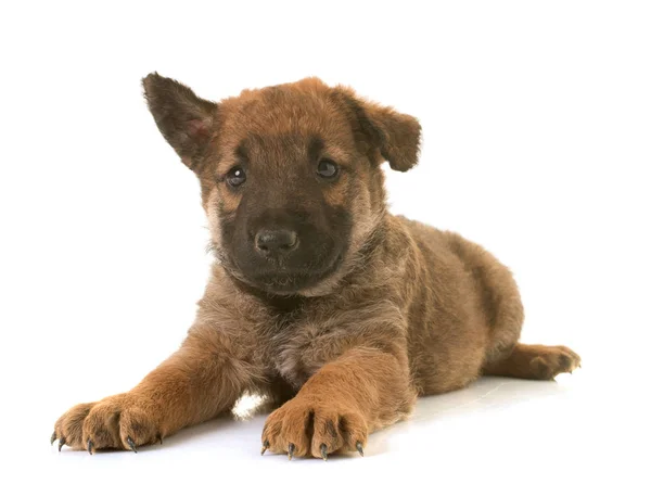 Puppy Belgische herder Laekense — Stockfoto