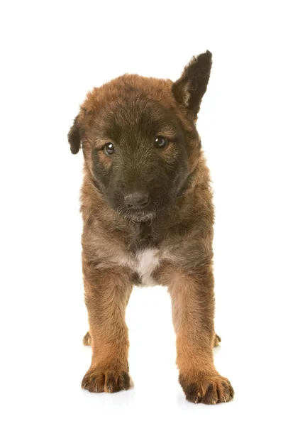 ลูกสุนัขเบลเยียมเชพเพิร์ดสุนัข laekenois — ภาพถ่ายสต็อก