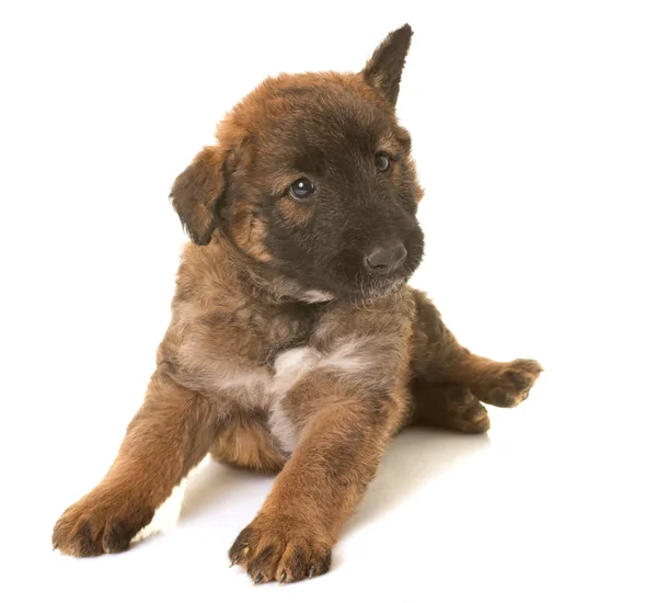 Puppy belgian shepherd dog laekenois — Stock Photo, Image