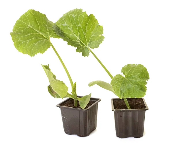 Plants of Zucchini — Stock Photo, Image