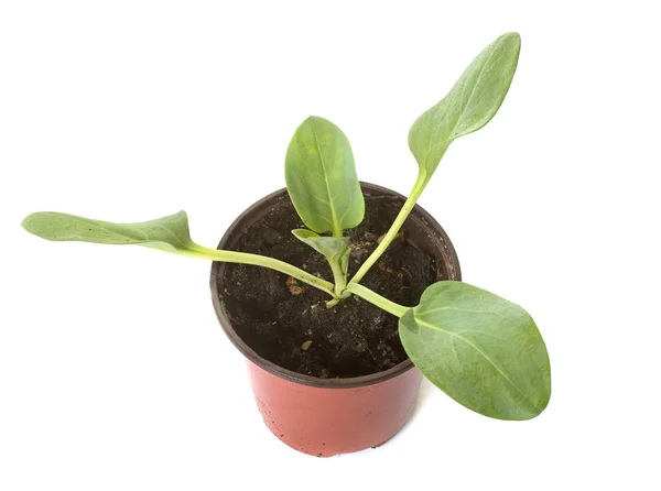 Mertensia maritima stúdió — Stock Fotó