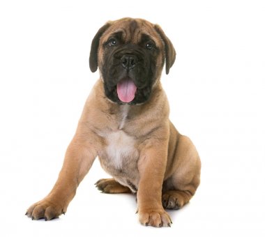 köpek bull mastiff