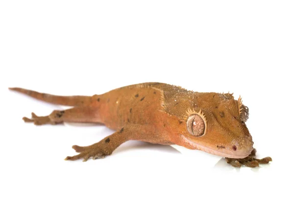 Crested gecko in studio — Stock Photo, Image