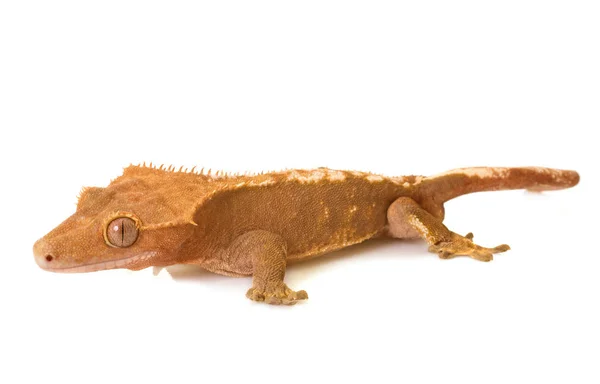 Λοφιοφόρη gecko στο studio — Φωτογραφία Αρχείου