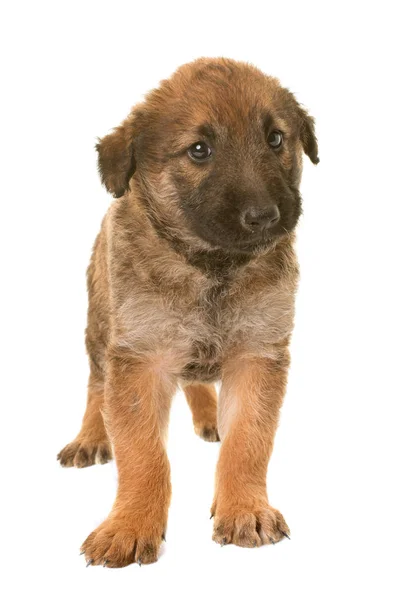 Cachorro belgas cão pastor laekenois — Fotografia de Stock