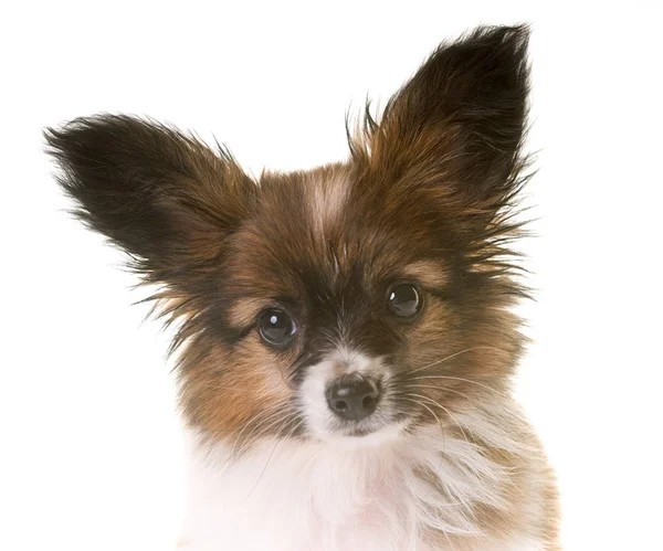 Puppy pappillon dog — Stock Photo, Image