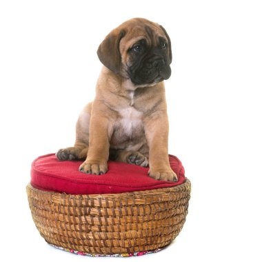 köpek bull mastiff