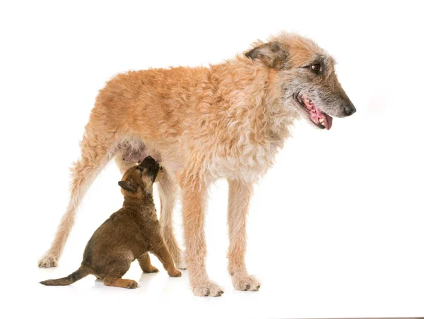 ลูกสุนัขและผู้ใหญ่สุนัขเบลเยียมเชพเพิร์ด laekenois — ภาพถ่ายสต็อก