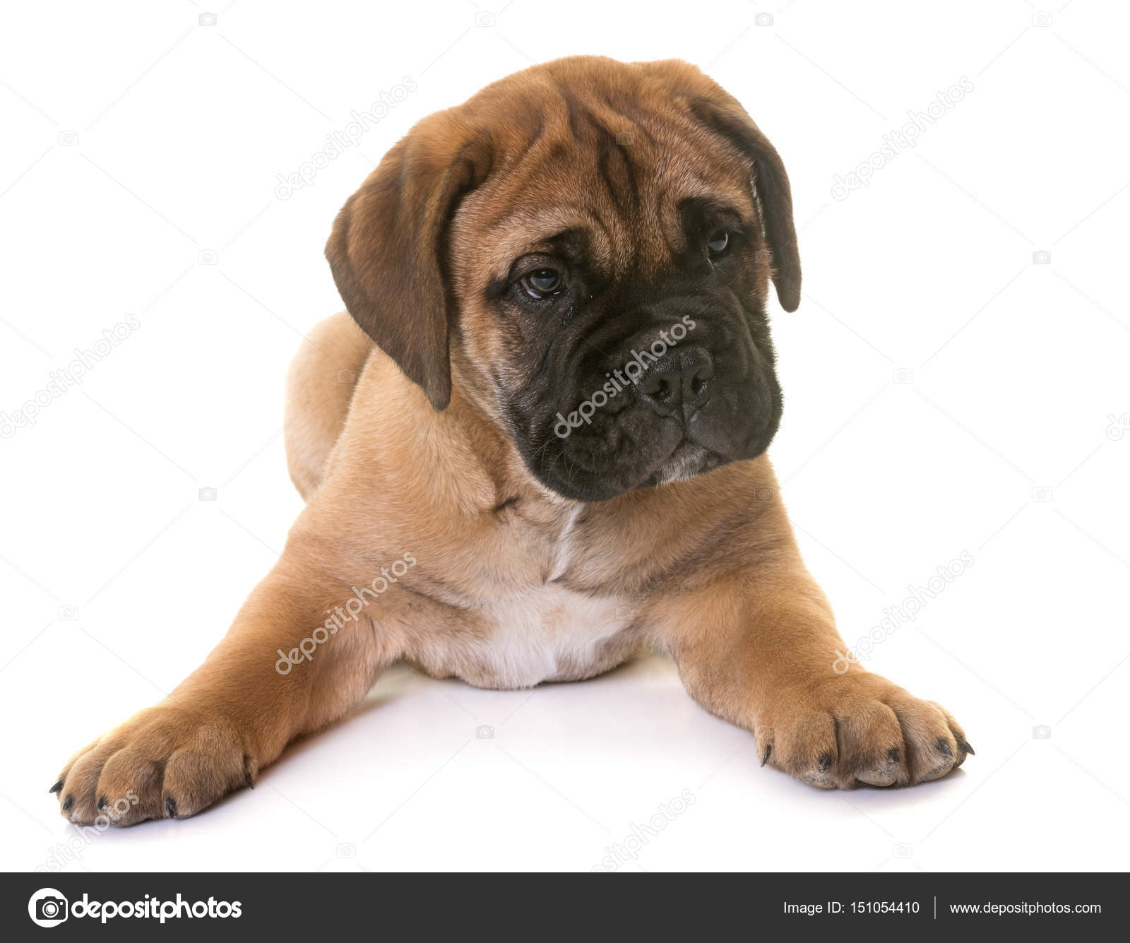 子犬ブル ・ マスチフ — ストック写真 © cynoclub #151054410, image size:1600x1335