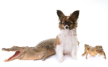 pappillon köpek yavrusu ve caiman