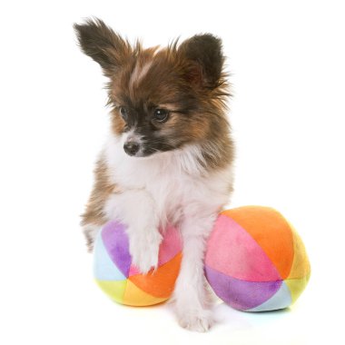 pappillon köpek yavrusu