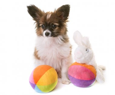 pappillon köpek yavrusu