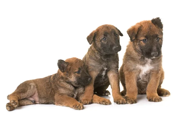 Cachorros pastor belga perro laekenois —  Fotos de Stock