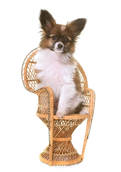 Sandalyeye pappillon köpek yavrusu — Stok fotoğraf