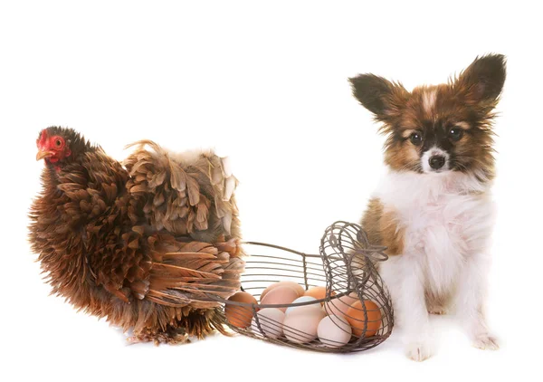 Puppy pappillon dog and chicken — Stock Photo, Image