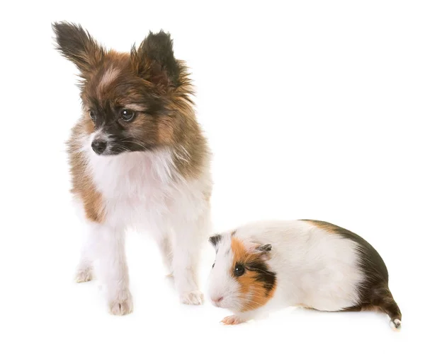 Welpe Pappillon Hund und Meerschweinchen — Stockfoto