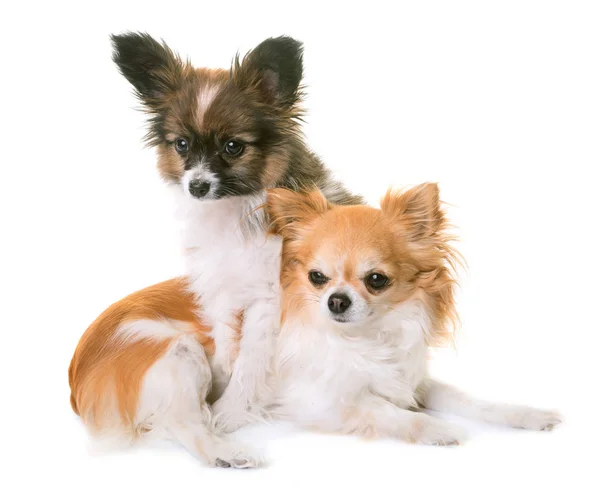 Cachorro pappillon perro y chihuahua — Foto de Stock