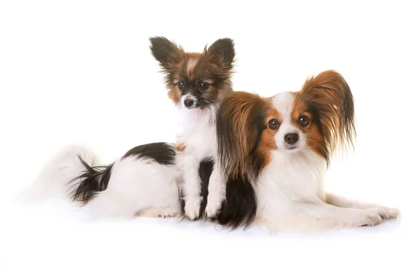 Puppy and adult pappillon dog — Stock Photo, Image