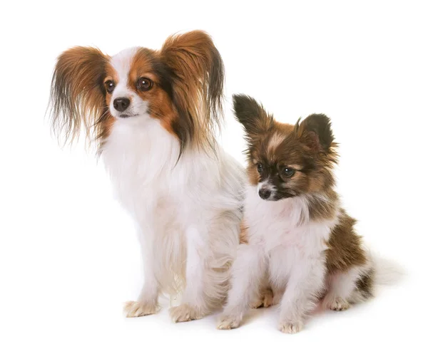 Puppy and adult pappillon dog — Stock Photo, Image