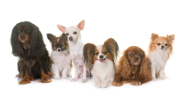 Gruppe kleiner Hunde — Stockfoto