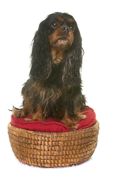 Cavalier King Charles — Stock Fotó