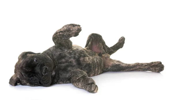Mastim de cãozinho — Fotografia de Stock